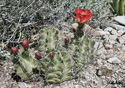 Echinocereus triglochidiatus